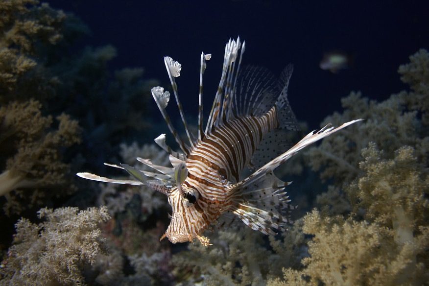 Lion Fish, Fish